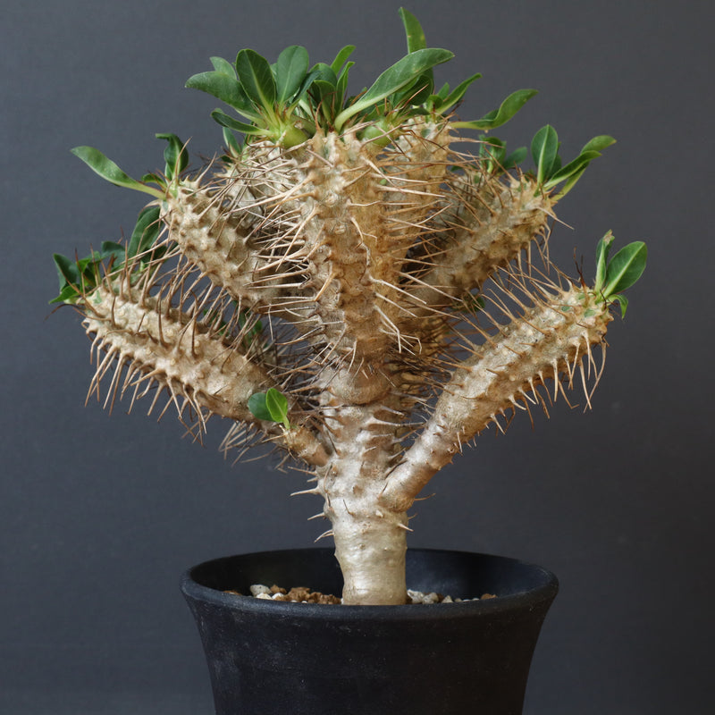 E.ギラウミニアナ (実生)  08