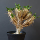 E.ギラウミニアナ (実生)  08