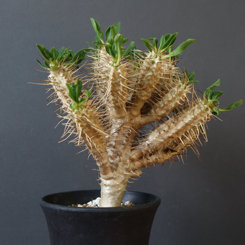 E.ギラウミニアナ (実生)  08