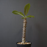 P.バロニー (実生) 17