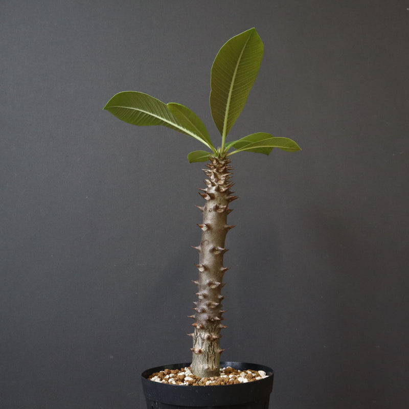 P.バロニー (実生) 17