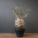 【Plants greed】O.パキプス 0014