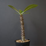 P.バロニー (実生) 17