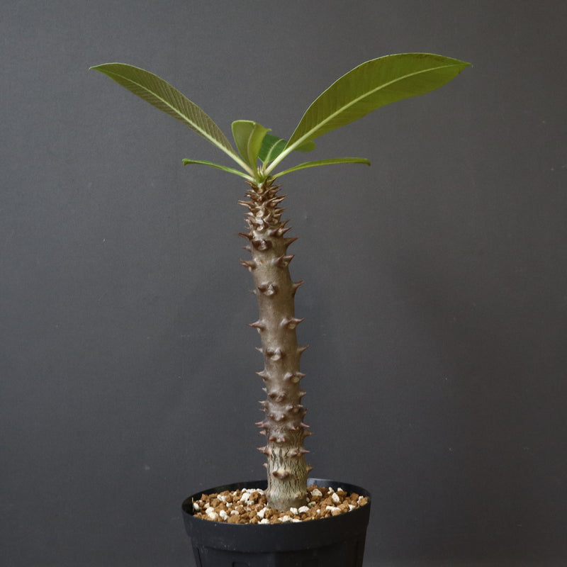 P.バロニー (実生) 17