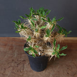 E.ギラウミニアナ (実生)  08