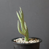 S.ペンデュラス クリスタータ　EC3379
