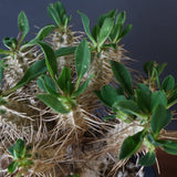 E.ギラウミニアナ (実生)  08