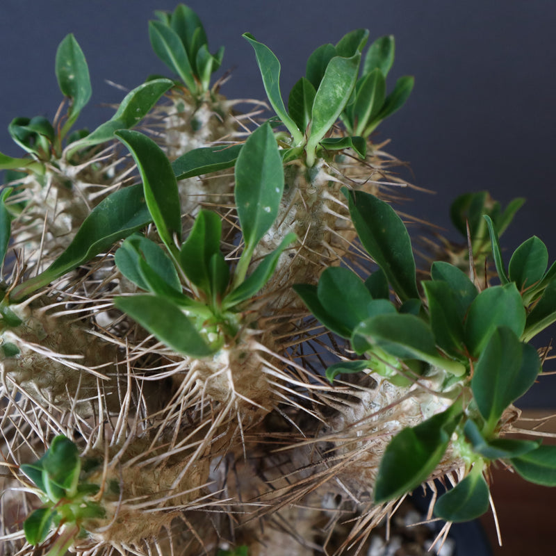 E.ギラウミニアナ (実生)  08