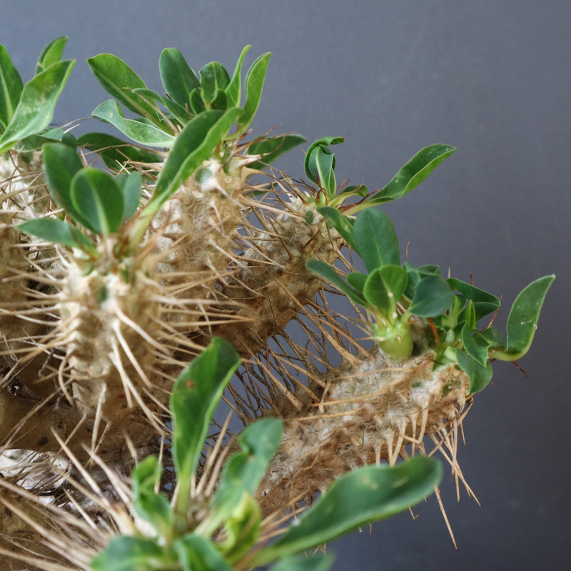 E.ギラウミニアナ (実生)  08