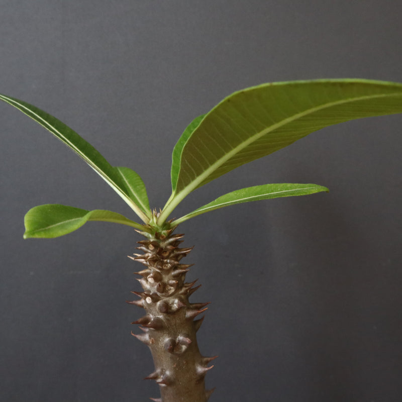 P.バロニー (実生) 17