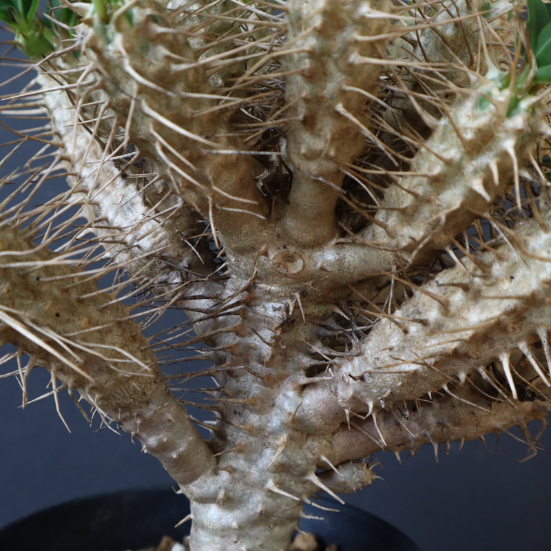 E.ギラウミニアナ (実生)  08