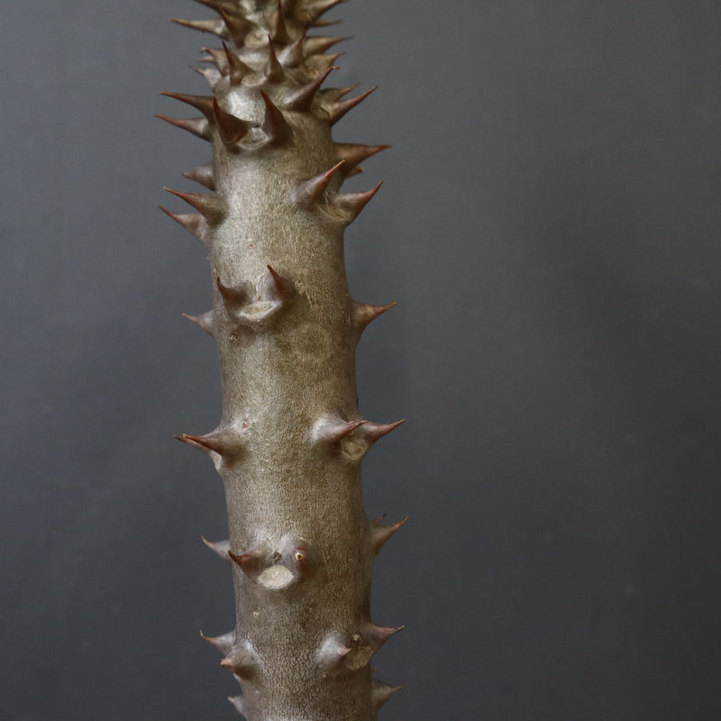 P.バロニー (実生) 17