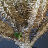 E.ギラウミニアナ (実生)  08