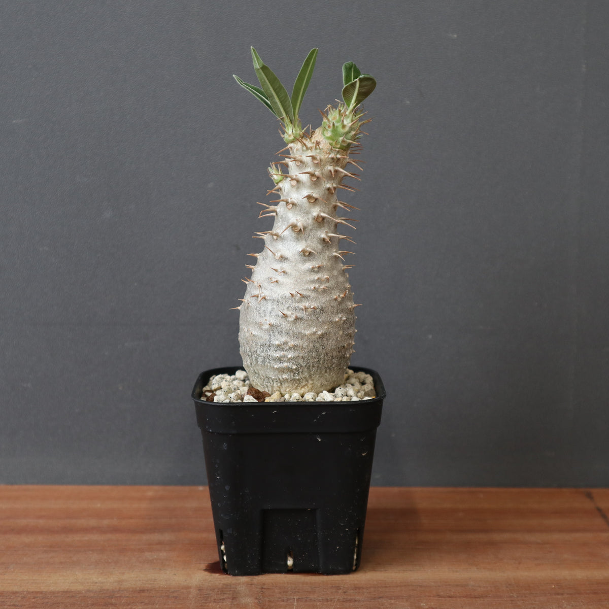 塊根植物 – 「