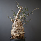 【Plants greed】O.パキプス 0014