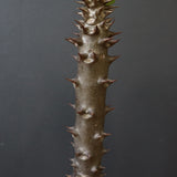 P.バロニー (実生) 17