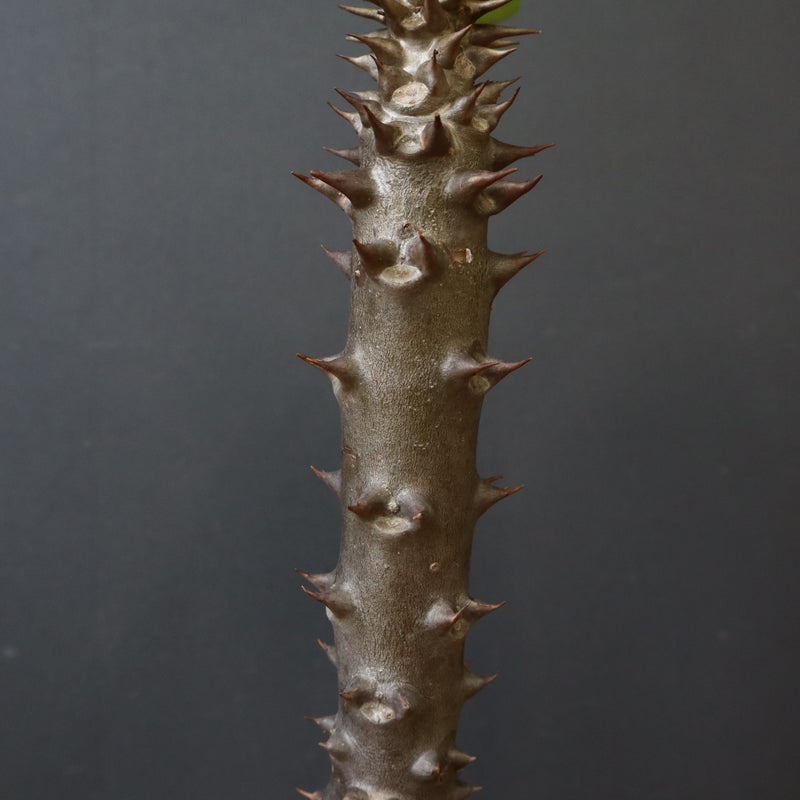 P.バロニー (実生) 17