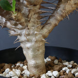 E.ギラウミニアナ (実生)  08