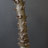 P.バロニー (実生) 17