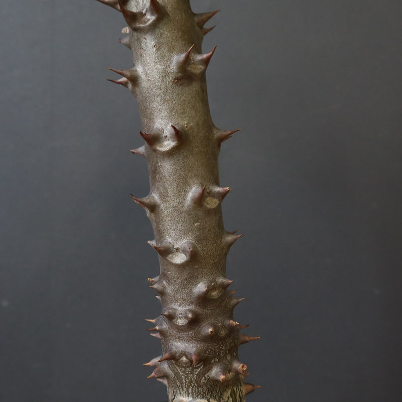 P.バロニー (実生) 17