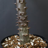 P.バロニー (実生) 17