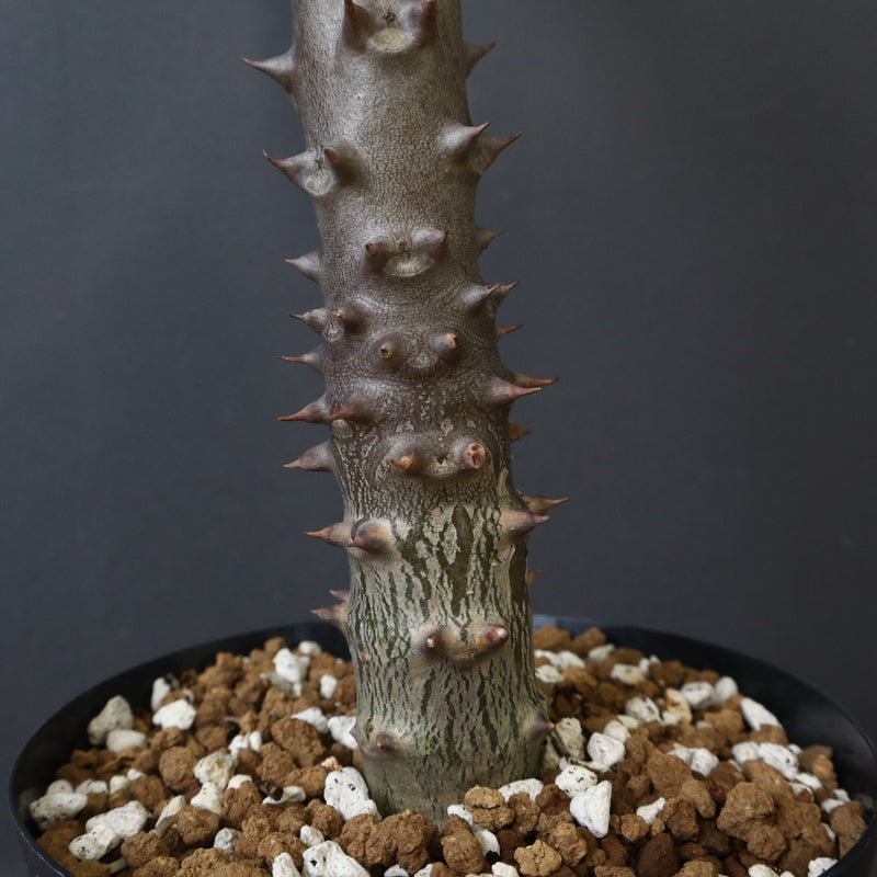 P.バロニー (実生) 17