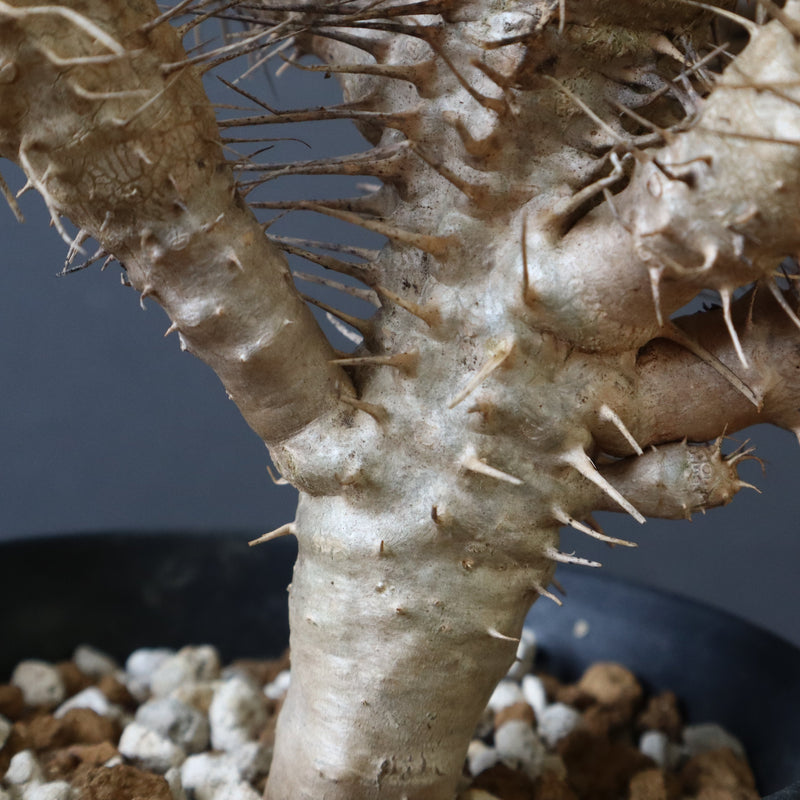 E.ギラウミニアナ (実生)  08