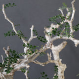 【Plants greed】O.パキプス 0014