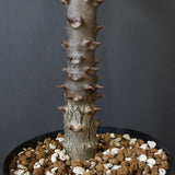 P.バロニー (実生) 17