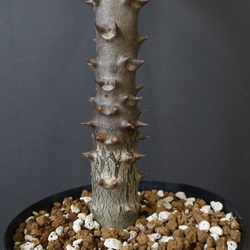 P.バロニー (実生) 17