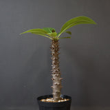 P.バロニー (実生) 19