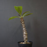 P.バロニー (実生) 19