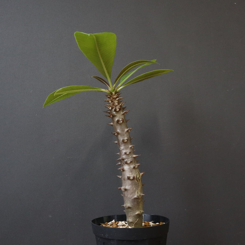 P.バロニー (実生) 19