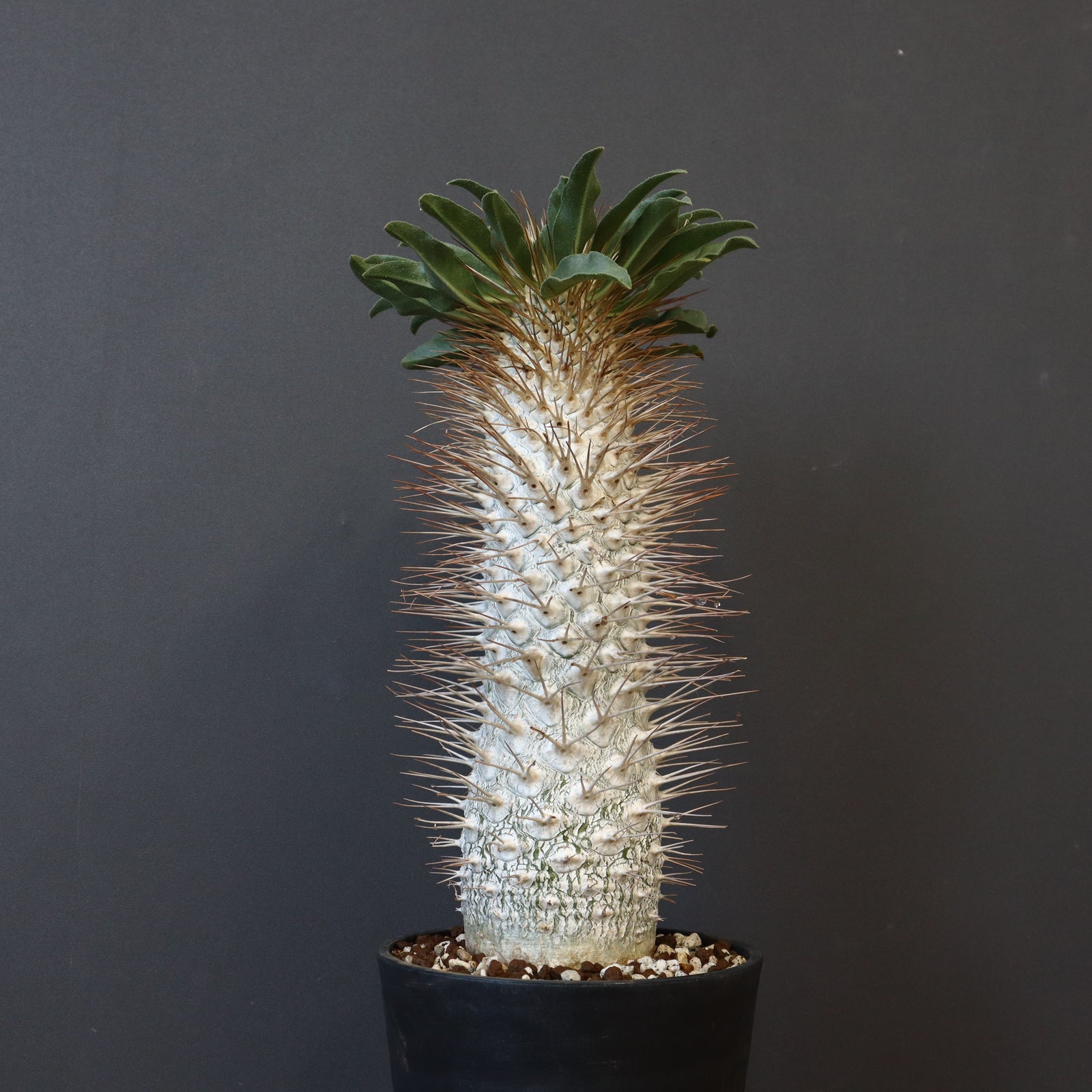 パキポディウム ナマクアナム　光堂　接ぎ木 IMG_1874_fcdd914a-73a4-463e-