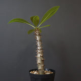 P.バロニー (実生) 19