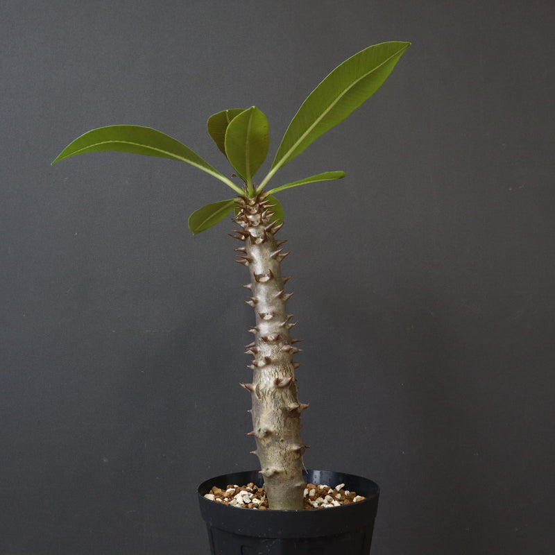 P.バロニー (実生) 19