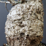 【Plants greed】O.パキプス 0014