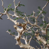【Plants greed】O.パキプス 0014