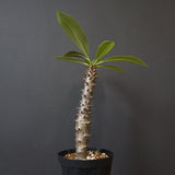 P.バロニー (実生) 19