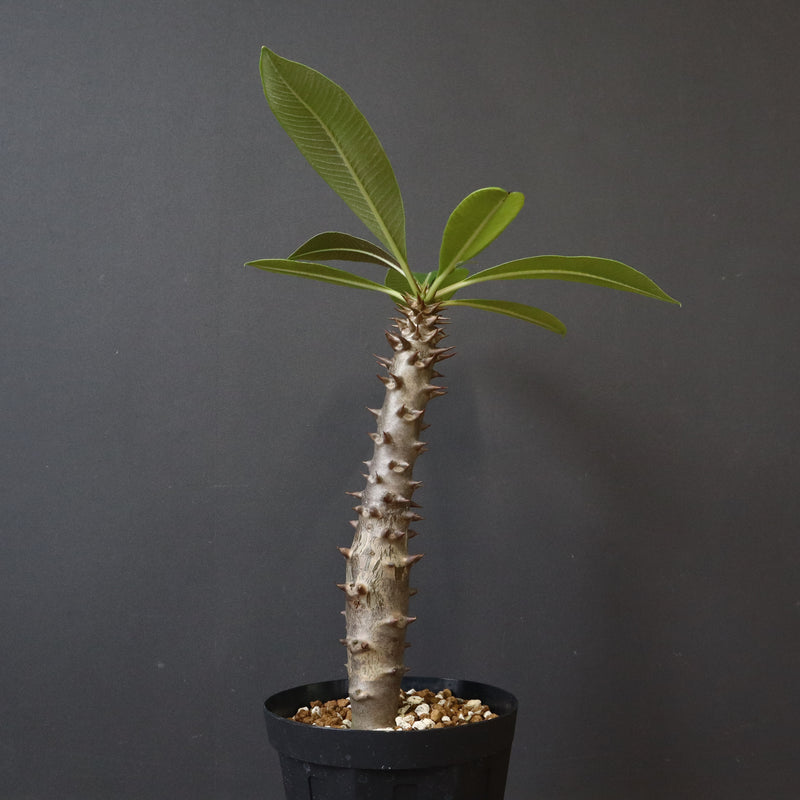 P.バロニー (実生) 19