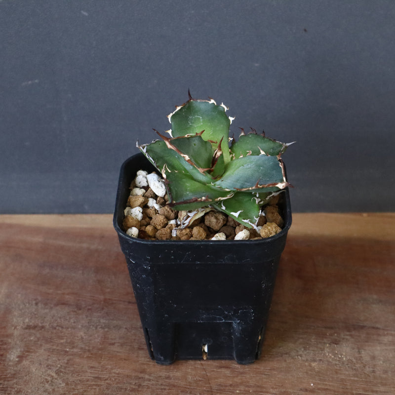 【DRAGON AGAVE】アガベ  霍利達 × 026  EC4