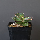 【DRAGON AGAVE】アガベ  霍利達 × 026  EC4
