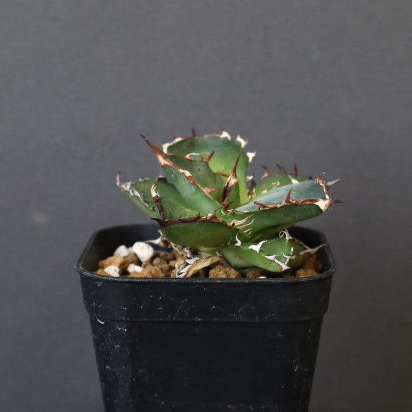 【DRAGON AGAVE】アガベ  霍利達 × 026  EC4
