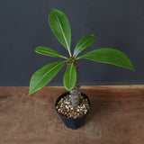 P.バロニー (実生) 19