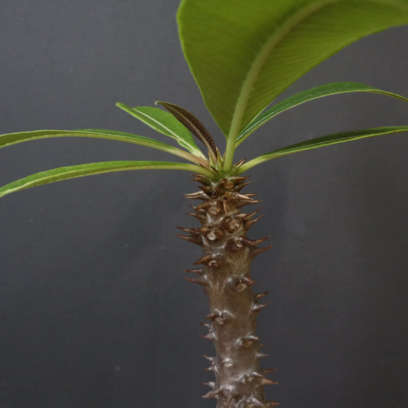 P.バロニー (実生) 19