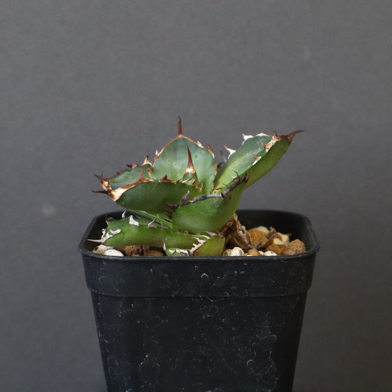 【DRAGON AGAVE】アガベ  霍利達 × 026  EC4