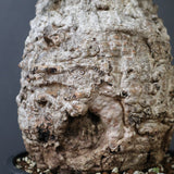 【Plants greed】O.パキプス 0014