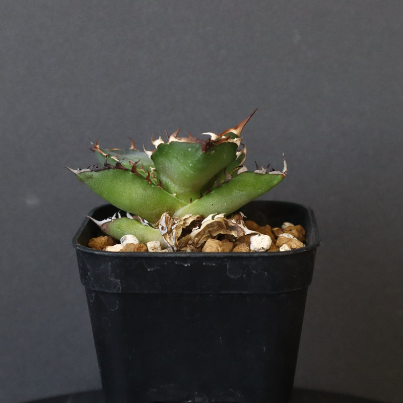 【DRAGON AGAVE】アガベ  霍利達 × 026  EC4