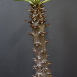 P.バロニー (実生) 19