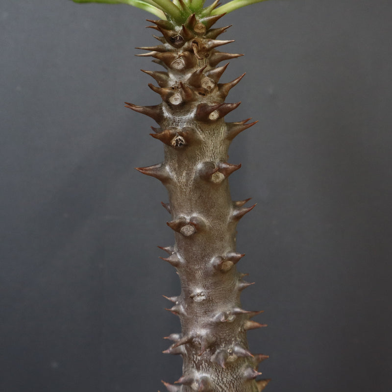 P.バロニー (実生) 19